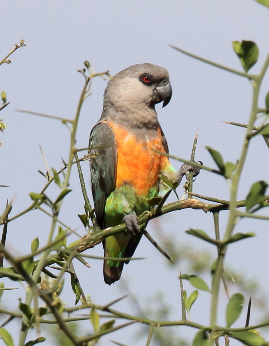 Papagáj ohnivobruchý - Poicephalus rufiventris